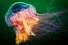 2023: »Best Work of Art« (Kunstwerk) - letzter Beitrag von Jellyfish